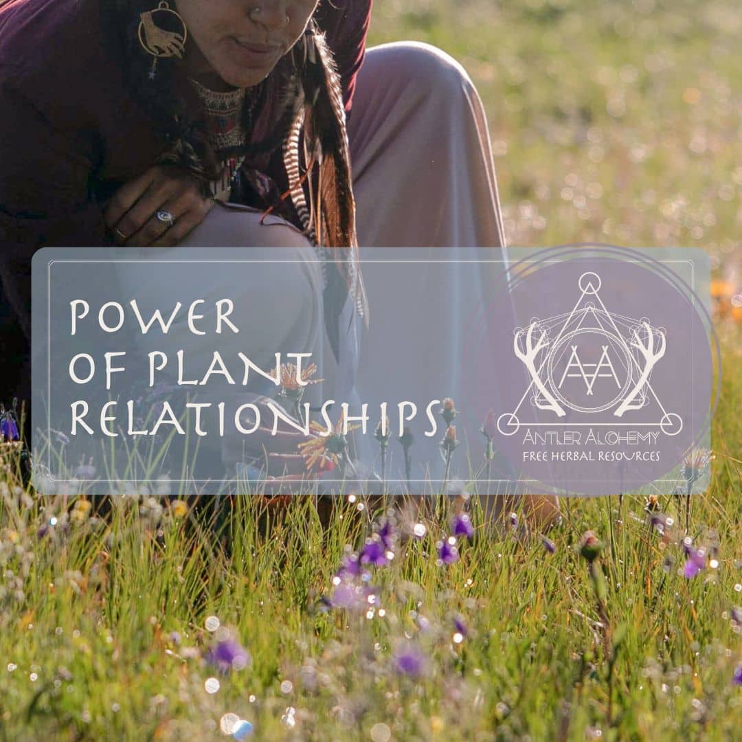 Awakening Your Connection: The Power of Plant Relationships